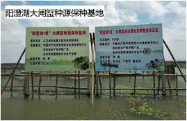 說明: 陽澄湖大閘蟹種源保種基地