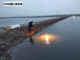 說明: 燈光誘捕大眼幼體