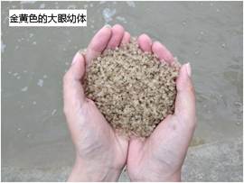 說明: 金黃色的大眼幼體